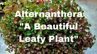 Alternanthera | Red Plant | Hedge Plant | Satrangi.