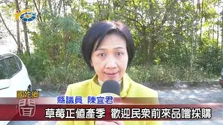 20210118 民議新聞 草莓正值產季 歡迎民眾前來品嚐採購(縣議員 陳宜君)