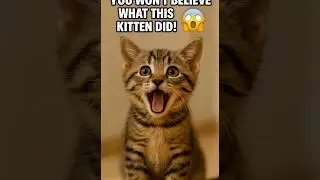 What This Kitten Did Funniest Kittens 😂 | Cat Comedy  #shorts #cats #animals #funnyvideo #kittens
