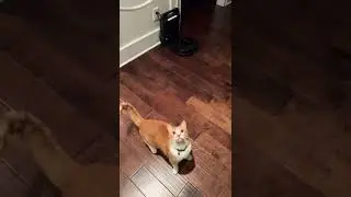 Cat stands up