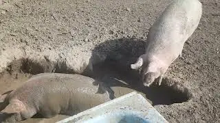 Have you ever seen a pig wallow?