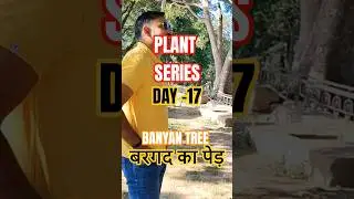 BANYAN TREE -This is not one tree..it&rsquo;s a whole forest!&rdquo;#BanyanTree #NatureShorts #TreeOfLife #Ficus