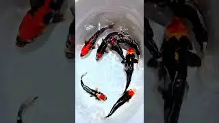 Red and Black Japanese Koi Care &ndash; Best Water, Food & Temp for Perfect Color #koi #goldfish #japan
