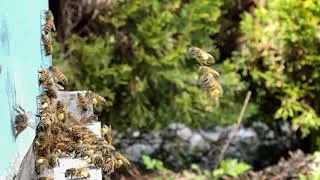 Why do Honey Bees collect pollen? TRaveling with T_Ruck (Pollen Galore- see description)
