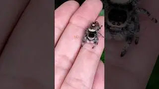 Je rends mes ARAIGN&Eacute;ES PERPLEXES