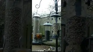 A robin redbreast bird flying straight at the camera, slowed down #gardenbirds #birdflying #ukbirds