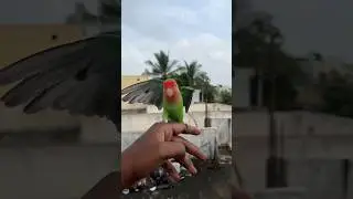 My love bird free flight outdoor training ❤️❤️❤️#africanlovebird #jkwings #lovebirds