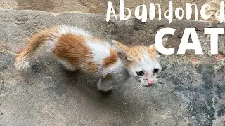 ТРИ КОТЕНКА ПЫТАЮТСЯ НАЙТИ ЕДУ Часть 02 #WeRescueAnimal