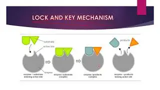 LOCK & KEY vs INDUCED FIT MECHANISM EXPLAINED_ Chekgu Online ! Score Biology