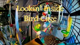 Looking Inside Parakeet Bird Cage | 4K UHD