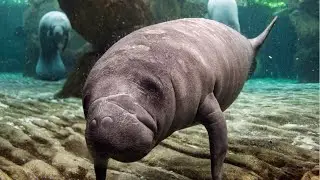 IT'S MANATEE AWARENESS MONTH | Oceana