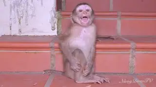 New Abandoned Monkey Found in Sovanna: check out He playful with adorable monkeys in there