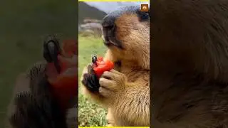 Ye hai bobak marmot #anasfacts #facts #short #video