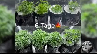 DWC Cannabis-Grow vom Samen bis zur Ernte | Teil 2 (Vegetative Phase, CalMag Mangel, PH Wert) 