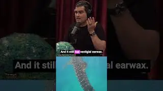 WHALES evolved from WOLVES!