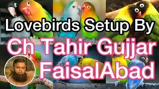 Lovebirds Setup in Faisalabad by Well Known Sr Fancier Chaudhry Tahir Gujjar | Mirza BirdsCare