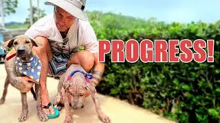 2 Street Puppies Recovery Story -  Leonardo and Kate