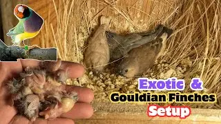 Exotic and Gouldian Finches Breeding Progress || Season 2024-25