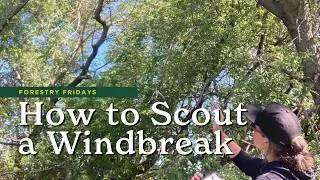 Managing Mature Windbreaks Part 2 - Windbreak Scouting