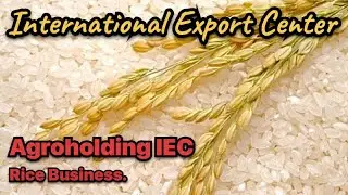 Business on rice. Agribusiness. Agroholding IEC. Rice cultivation and its sale.