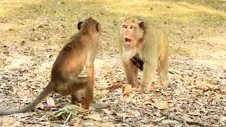 Why young monkey angry and attack mom Briget unknow reason ?