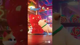 Candy Explosion! Chonk is Covered in Sugar! 🍭💥 / 糖果大噴發！Chonk 變糖葫蘆了