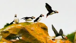 Witless Bay Ecological Reserve Newfoundland...seabird paradise