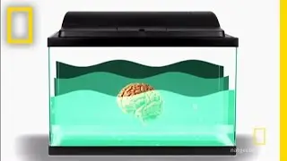 The Biggest Brain | Brain Games