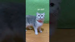 Go out! The cat's so funny and cute #73