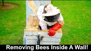 Removing Bees Inside A Wall At Walkerville, JHB!