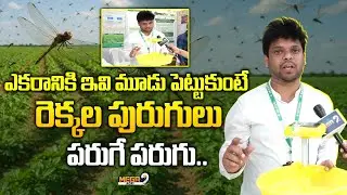 ఈ మూడు పెట్టుకుంటే రెక్కల పురుగులు...పరుగే పరుగు! | Dragon Fly | Firamon Traps | Farmers | Mega9 Tv