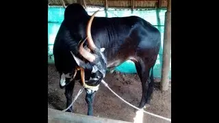 Traditional OX Race in KERALA /Powerful Bulls Running In a Race