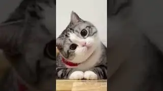 Cat 🐈 cute 🥰🥰 Hii Baba