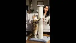Cat Scratching Post