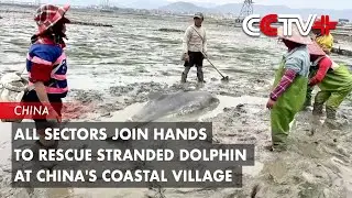 All Sectors Join Hands to Rescue Stranded Dolphin at China's Coastal Village