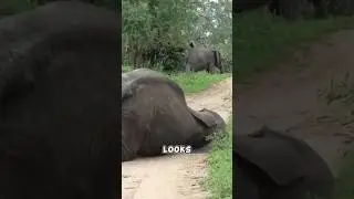 These Animals Got Drunk After Eating THIS Fruit #shorts #marula