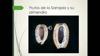 El cultivo de la sarrapia (Dipteryx odorata) en Venezuela