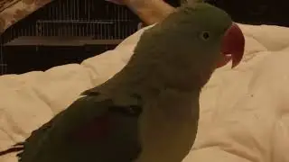 Room parrot