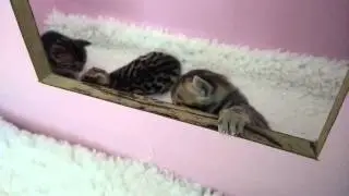 Bengal kittens ready to leave their nest