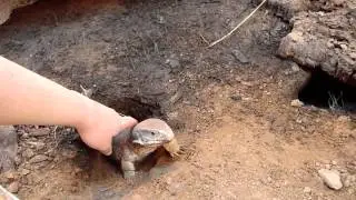 Savannah Monitor Burrow