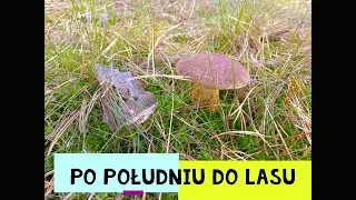 PO południe w lesie !!!