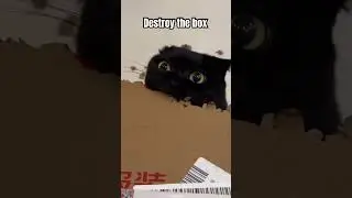 Destroy mode on #meanimau #ytshorts #shortsfeed #shorts #catvideos #catfunny #cat #cats #cartoon