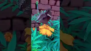 Beauty of Nature 😊😌#beautiful #naturesounds #birdsounds #relax