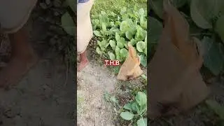 ক্ষেতের আগাছা পরিষ্কার করা হচ্ছে 🌿🌱#popular #vegetables #gerden #shorts #shortvideos