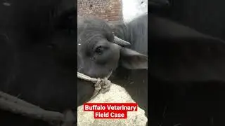 Buffalo Veterinary Field Case #veterinaryclasses #vetlife #cow #short #veterinary #vets #animalhealh