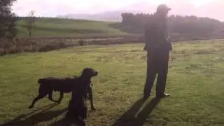 Peniglen Training