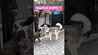 Off-leash dog park in NYC 💙😍 #dogpark #offleash #cutedog #playfulpuppy #bernedoodle #husky #nyc