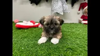 🐶 Lhasa Apso 🐶 teefje 🐶 PUP ID 010673271 🐶