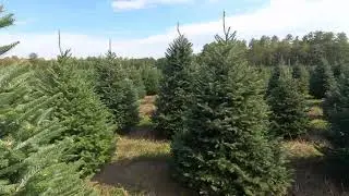 Fraser Fir Christmas Trees