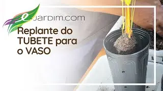 Do Tubete para o Vaso - Repicagem das Plantas do E-Jardim